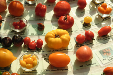 A table with many different colored tomatoes and a yellow one in the middle