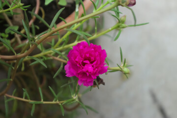 Obraz premium red roses that bloom perfectly in the garden, romantic roses