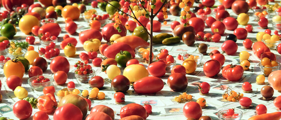 A table covered in a variety of fruits and vegetables, including tomatoes