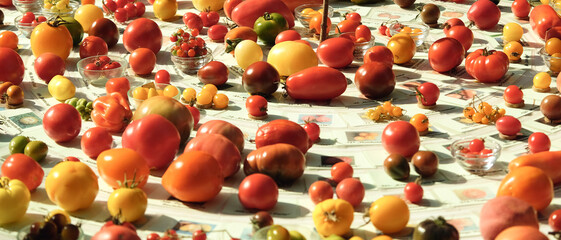 A table covered with many different colored tomatoes