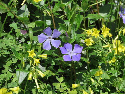 野に咲く青紫色のツルニチニチソウの花