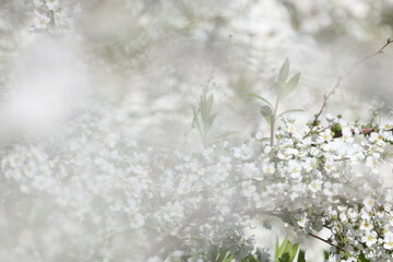 	開花した沢山の白いユキヤナギの花