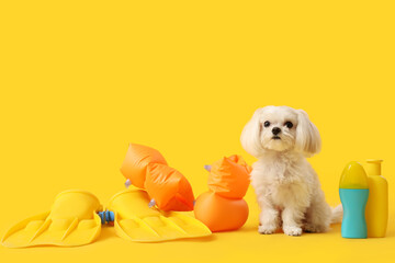 Cute Bolognese dog with sunscreen, inflatable armbands and flippers on yellow background