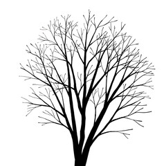 silhouette image of leafless birch tree isolated on white background 
