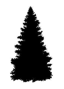 Silhouette image of spruce tree isolated on white background 