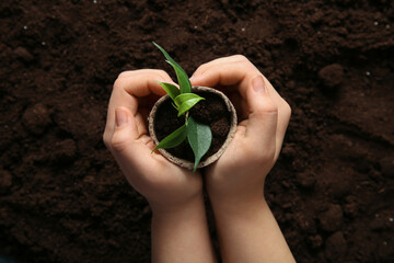 Female hands holding young plant in pot on soil background, closeup. Earth Day celebration concept.