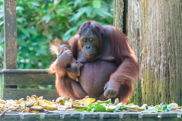 orangutans or pongo pygmaeus is the only asian great found on the island of Borneo and Sumatra
