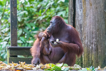 Naklejka premium orangutans or pongo pygmaeus is the only asian great found on the island of Borneo and Sumatra