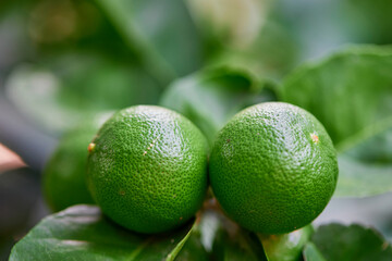Fresh lime on tree branch