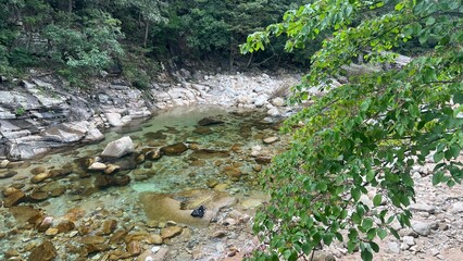 숲이 울창한 잔잔한 계곡