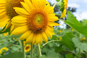 Obraz premium Sunset over a sunflower field
