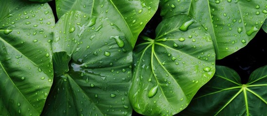 Fototapeta premium A macro shot of a green leaf adorned with glistening water droplets. This stunning image showcases the beauty of a terrestrial plant in its natural state