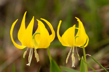 Glacier Lilies in the Columbia River Gorge, Oregon, Taken in Spring