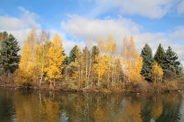 autumn trees reflected in water