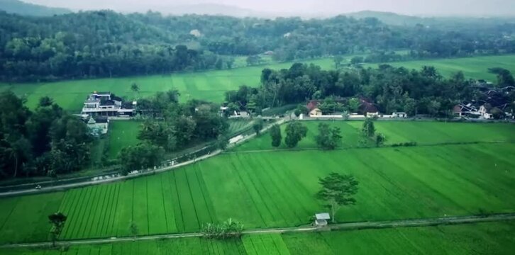 aerial video of rice fields close to rural settlements