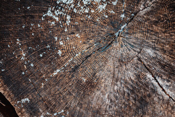 wooden textures in the forest in the navarino nature center, wisconsin