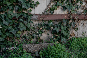 An Adorable Little Log and Clover Growth Textures Backgrounds