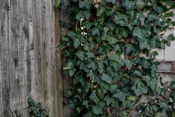 Vines and Wood Fence