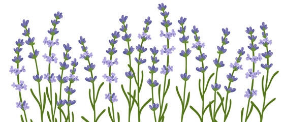 lavender, field flower, vector drawing wild plants at white background, Lavandula angustifolia, floral border, hand drawn botanical illustration