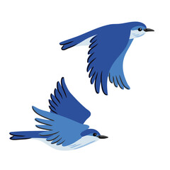 vector drawing flying mountain bluebirds, hand drawn Sialia currucoides, isolated nature design elements