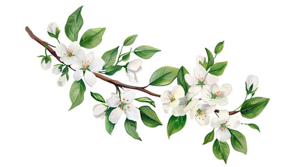 Watercolor Botanical Illustration: Spring white gentle flowers and green leaves on tree branch. Isolated on transparent background. Greeting or wedding card decoration.