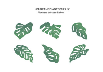 Monstera leaves ornament isolated on white background series4