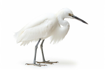 Elegant Little Egret Standing Tall Isolated on a White Background - obrazy, fototapety, plakaty