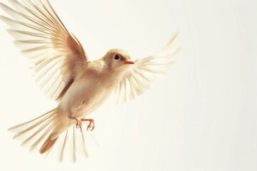 Graceful White Dove in Flight with Wings Outstretched on Soft Background
