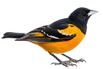 Obraz premium Vibrant Baltimore Oriole Bird in Profile on White Background