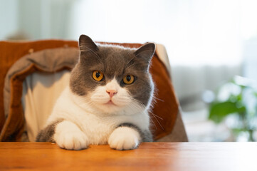 British shorthair cat sitting at the dining table
