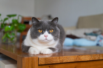 British shorthair cat lying on table