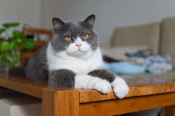 British shorthair cat lying on table