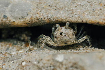 Sand Crab bubblers appear on the sand of the beach, Balls of sand made from crabs making a pattern, Crab holes on beach sand.