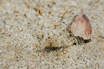 Sand Crab bubblers appear on the sand of the beach, Balls of sand made from crabs making a pattern, Crab holes on beach sand.