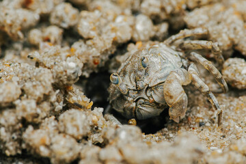Sand Crab bubblers appear on the sand of the beach, Balls of sand made from crabs making a pattern, Crab holes on beach sand.