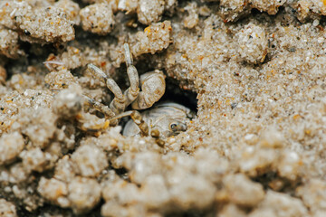 Sand Crab bubblers appear on the sand of the beach, Balls of sand made from crabs making a pattern, Crab holes on beach sand.