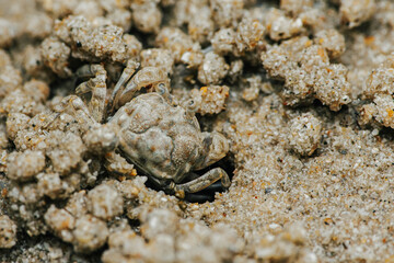 Sand Crab bubblers appear on the sand of the beach, Balls of sand made from crabs making a pattern, Crab holes on beach sand.