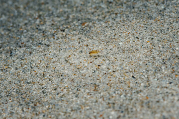 Fototapeta na wymiar Sand flea or Sand hopper on the sea sand.