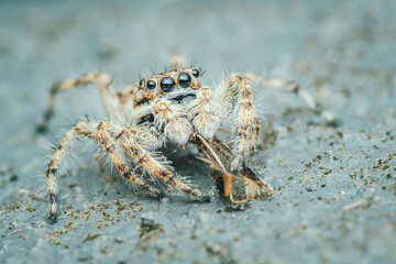 Colorful jumping spider on cement floor, Selective focus, macro shot, Thailand.