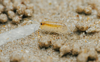 Sand flea or Sand hopper on the sea sand.