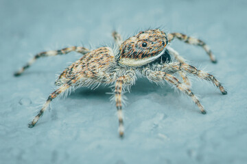 Colorful jumping spider on cement floor, Selective focus, macro shot, Thailand.
