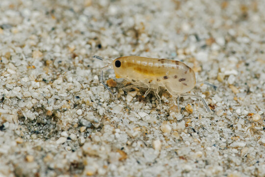 Sand flea or Sand hopper on the sea sand.
