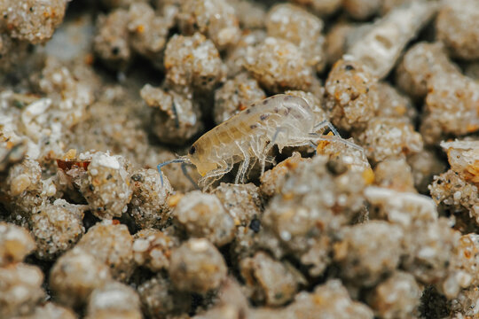 Sand flea or Sand hopper on the sea sand.