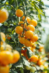 Organic agriculture concept: harvesting ripe yellow tomatoes in greenhouse