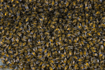 Honeybees swarm shown in Pasadena, California, United States.