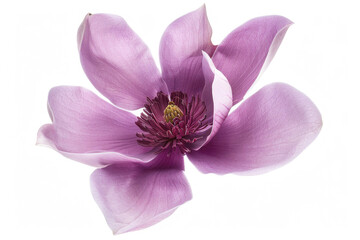 Fototapeta na wymiar Single magnolia felix flower isolated on white