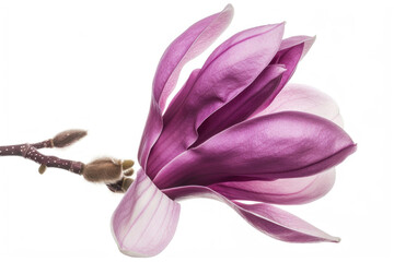 Single magnolia felix flower isolated on white