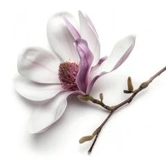 Foto op Canvas Single magnolia felix flower isolated on white © Veniamin Kraskov