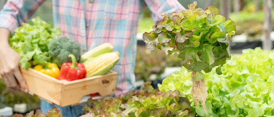 Organic farming, salad farm. Farmers harvest show salad vegetables. Hydroponics vegetable grow...