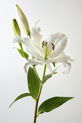 Fototapeta na wymiar Beautiful lily stem in full bloom against a white backdrop